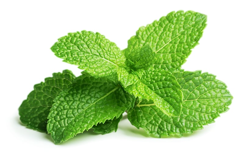 shutterstock_fresh-raw-mint-leaves-isolated-on-white-background